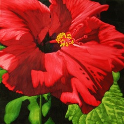Original Floral Paintings - Gary Whitley AFCA, SCA